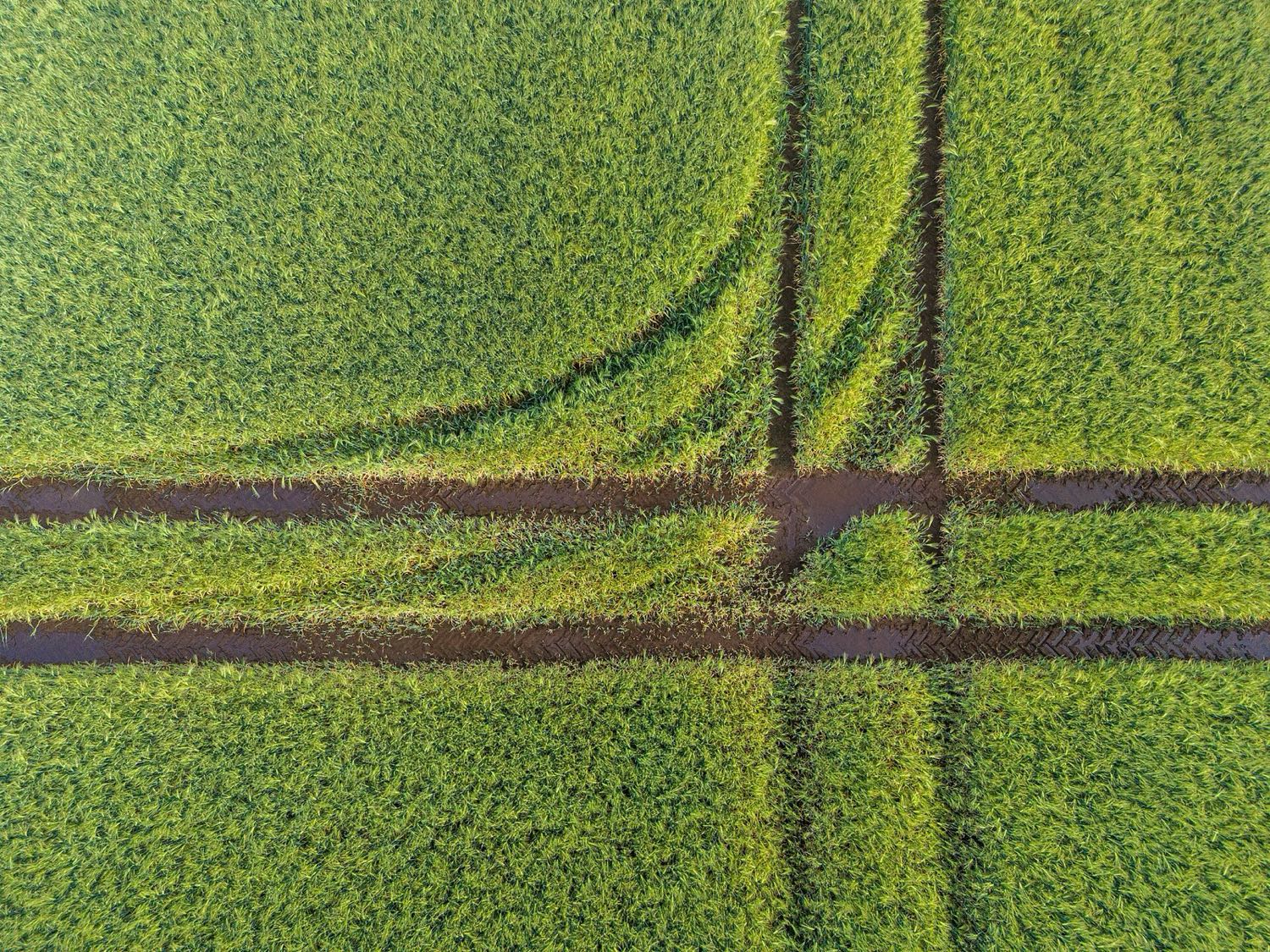 Remote-sensing & UAV imagery resolved into per-plot features.