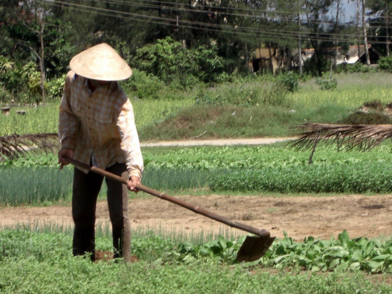Higher incomes, returning youth, greener villages.